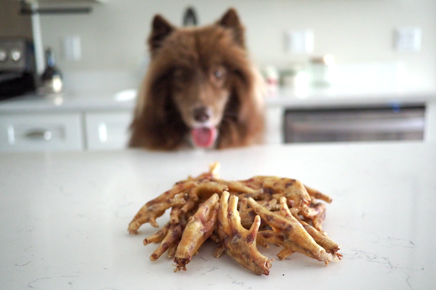 Dehydrated Chicken Feet for Dogs & Cats - Natural Chews, Healthy Treats, High Protein Snack, Grain-Free Pet Food